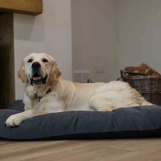 Comfort & Calm: A Complete Guide to Dog & Cat Calming Devices by Pawzation