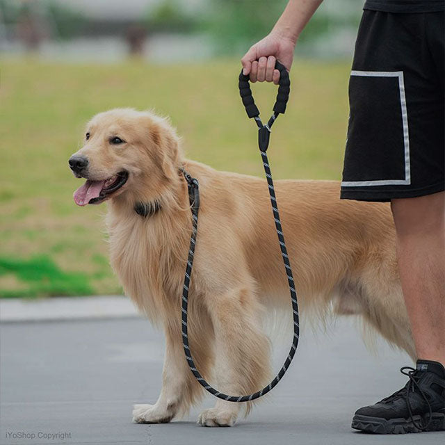 The 100% Ultimate Guide to Dog Leashes, Collars & Harnesses