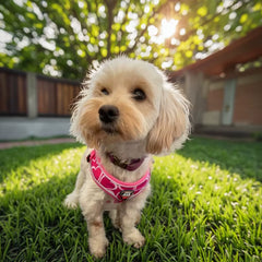 3Pcs/Set Love Heart Print High Quality Adjuatbale Rose Red Color Pet Dog Harness & Leashes & Poop Bag Holder Set for Walking