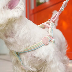 Iridescent Color-Block Dog Collar Leash & Comfort Harness