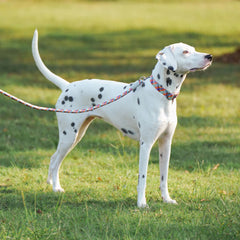 Premium Braided Nylon Rope Dog Leash and Collar Set - Heavy-Duty Adjustable Climbing Rope Pet Lead with Quick-Release Safety Buckle for Small, Medium, and Large Dogs