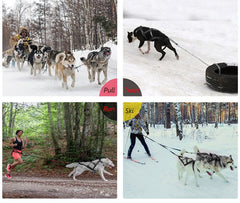 Reflective Padded Dog Sledding & Weight Pulling Harness for Large Dogs