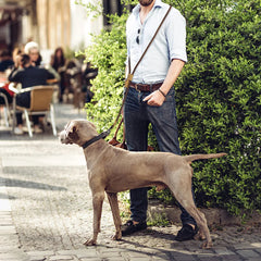 1.8M Hands-Free Running Dog Leash with Adjustable Waist Belt - Heavy-Duty All-Weather Elastic Traction Lead for Large Dogs Walking and Training