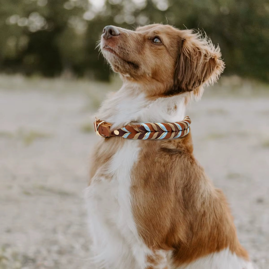 Genuine Leather Collar for Strong and Durable Puppy Medium Large Dogs Fashion Braided Colorful Nylon Rope Dog Collar New Arrival