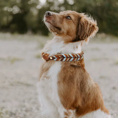 Genuine Leather Collar for Strong and Durable Puppy Medium Large Dogs Fashion Braided Colorful Nylon Rope Dog Collar New Arrival