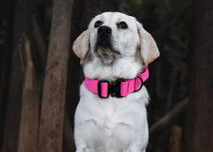 Tactical Dog Collar with Control Handle - Heavy Duty Nylon Military Dog Collar - Adjustable Large Dog Collar with Quick-Release Metal Buckle