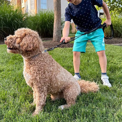 Fashion&Cool Heavy Duty Dog Leash Especially Large Dogs，Reflective Dog Walking Training Shock Absorbing Bungee Car Seat Belt