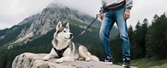 Hands-Free Waist Dog Leash with Zippered Walking Pouch - Reflective Shock-Absorbing Bungee Lead and Dual Padded Handles for Running, Walking, and Jogging