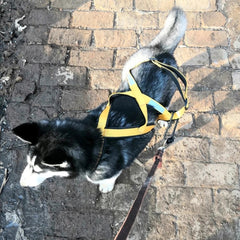 Reflective Padded Dog Sledding & Weight Pulling Harness for Large Dogs