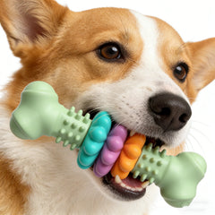 Interactive Rubber Dog Chew Toy | Dental Molar Bone for Puppies & Dogs