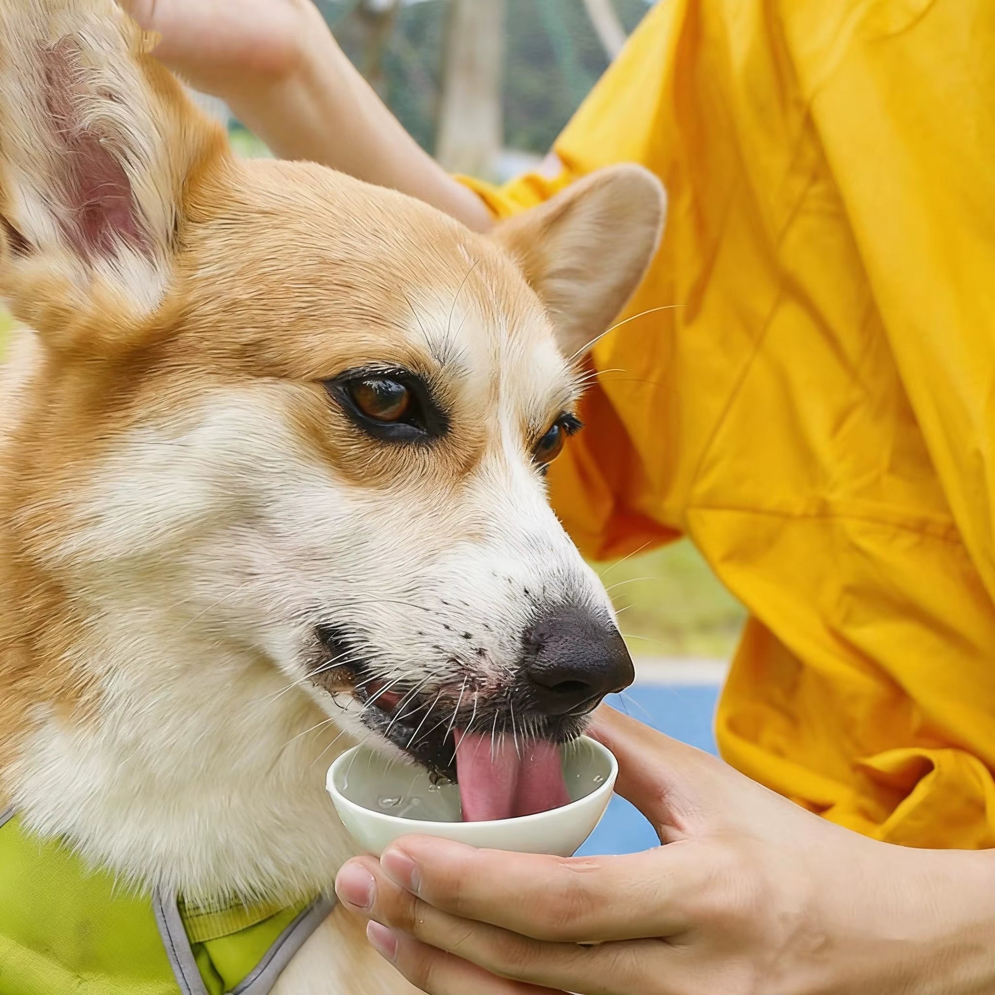 Hupu Portable Dog Water Dispenser in Water Drop Shape, the Water Drop Shape Is Tiny and Easy to Carry, Available in Various Colors - Lightweight Plastic Container, Suitable for Travel and Outdoor Activities, a Must-Have for Traveling Pets | Modern Dog Accessories | Durable Plastic, Pet Christmas Gift