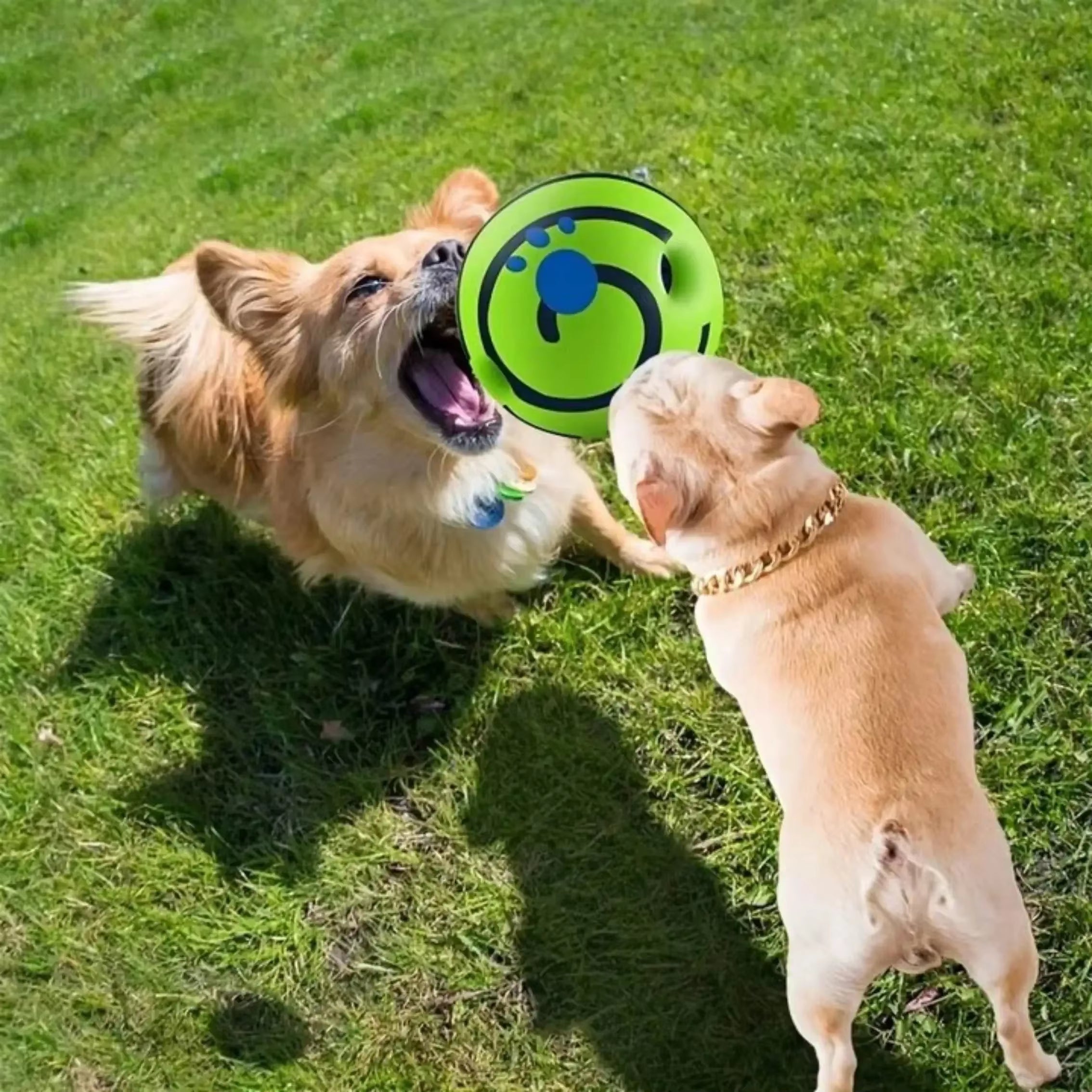 Pet Dog Toy Sound-Emitting Glowing Ball - Interactive Toy