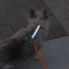 Reflective H-Shape Pet Harness & Leash Set - Anti-Breakaway Walking Kit