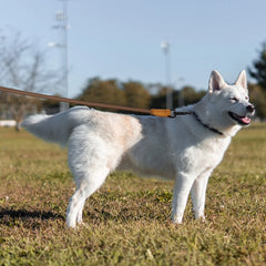 1.8M Hands-Free Running Dog Leash with Adjustable Waist Belt - Heavy-Duty All-Weather Elastic Traction Lead for Large Dogs Walking and Training
