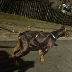 Reflective Padded Dog Sledding & Weight Pulling Harness for Large Dogs