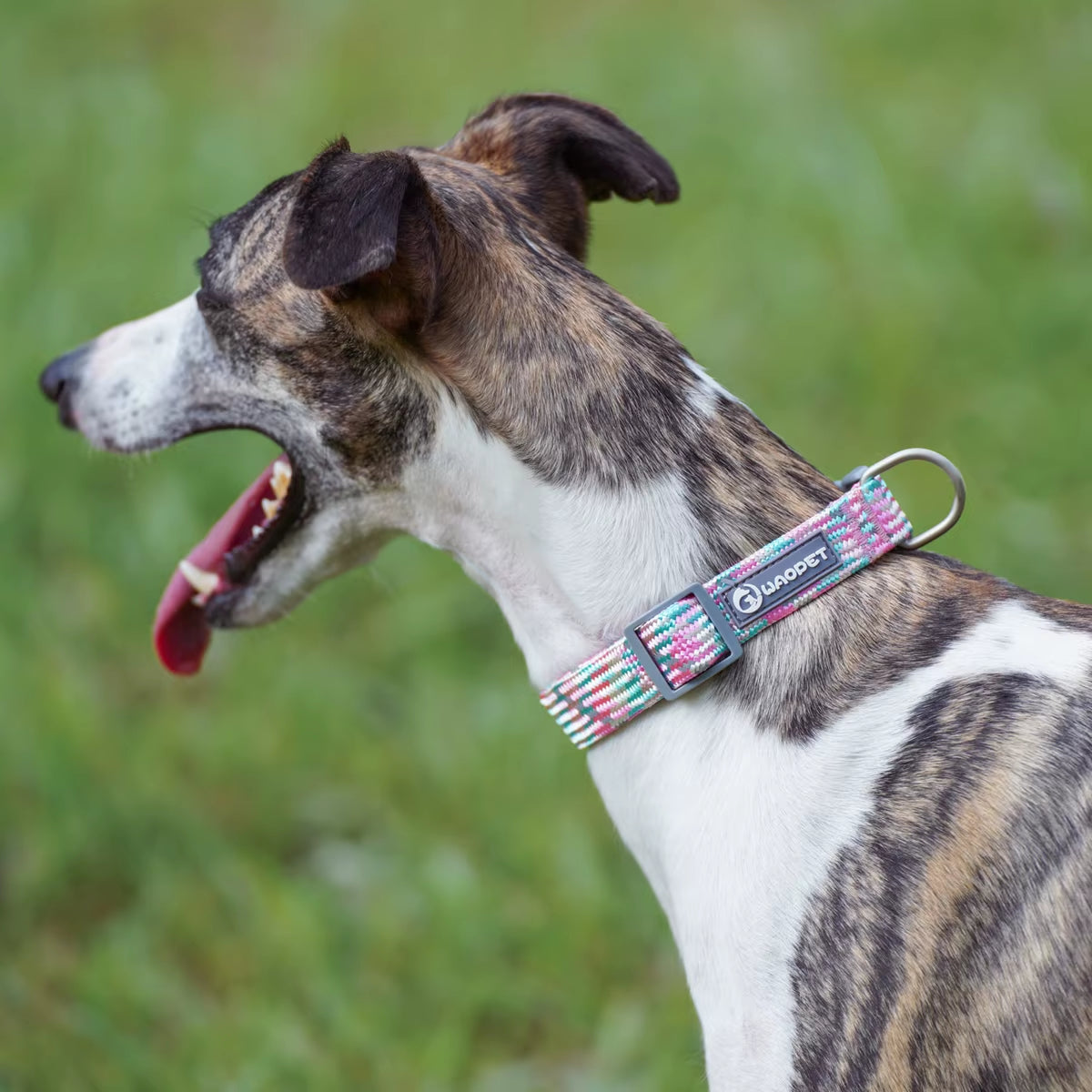 Leashes and Collar Set for Dogs