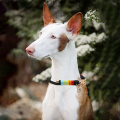 Braided Paracord P-Chain Pet Collar | Luxurious Gold Hardware Adjustable Fashion Neck Ring - Red