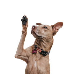 4-Pack Dog anti Slip Paw Grips Traction Pads