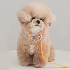 Candy Color Dog Collar and Leash Set with Transparent Buckle – Adjustable Pet Collar for Small to Medium Dogs and Cats