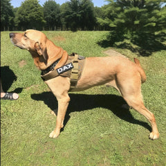 Tactical Dog Vest Training Military Patrol Service Dog Harness Adjustable Nylon Dog Harness with Handle Dog Summer Clothes