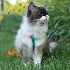 Reflective H-Shape Pet Harness & Leash Set - Anti-Breakaway Walking Kit