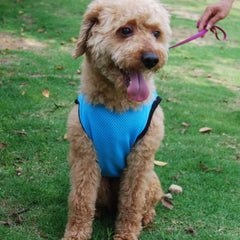 Summer Pet Vest Breathable Cooling Sleeveless