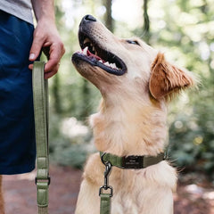 5ft Durable Nylon Dog Leash with Soft PU Leather Handle – Strong Walking Lead for Small Medium and Large Dogs