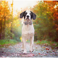Cotton Fabric Dog Collar with Bow Tie