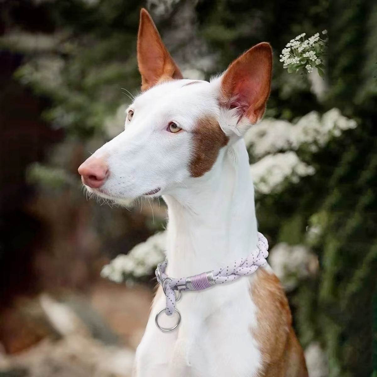 Braid Twisted Reflective Dog Collar | Strong Solid Training Collar for Small, Medium, and Large Pets - Sky Blue