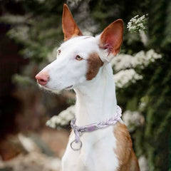 Braid Twisted Reflective Dog Collar | Strong Solid Training Collar for Small, Medium, and Large Pets - Sky Blue