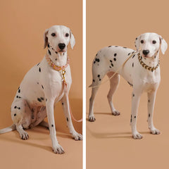 Pet Supplies Handmade Dog Collar Fashion Colorful Design Cat Neck Ring for Outdoor Walking Dog Collar High-End Adjustable Collar