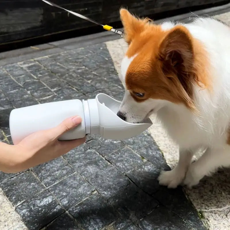 Small dog drinking from a portable pet water bottle with built-in silicone cup during outdoor walk.